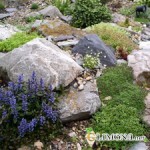 Альпийские горки своими руками - легко и просто