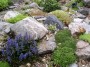 Альпийские горки своими руками - легко и просто
