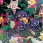 perennials1