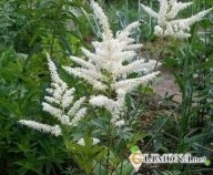 Цветы в емкостях и контейнерах 