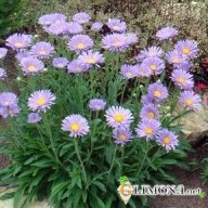 Цветы в емкостях и контейнерах 