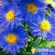 Цветы в емкостях и контейнерах 