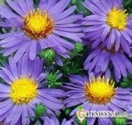 Цветы в емкостях и контейнерах 