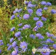 Цветы в емкостях и контейнерах 