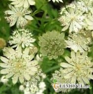 Цветы в емкостях и контейнерах 