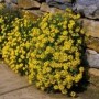 perennials3