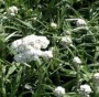 perennials4