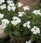 perennials6