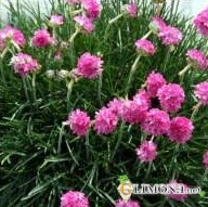 Цветы в емкостях и контейнерах 