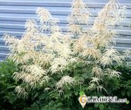 Цветы в емкостях и контейнерах 