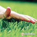 Какой выбрать газон?