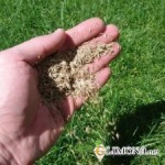 Как правильно сажать газонную траву 