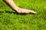 vancouver-lawn