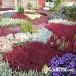 Сад из вереска - райский уголок