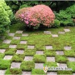 Мох в ландшафтном дизайне