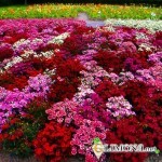 Как сделать красивый цветник на даче