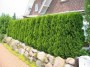 izgorod3-300x225