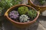 1342682954_alpine_garden_in_a_container