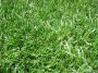 fescue_lawn_grass_seed