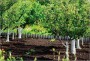 sadtrees_00
