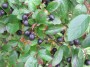 ld_cotoneaster