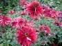 chrysanthemum_